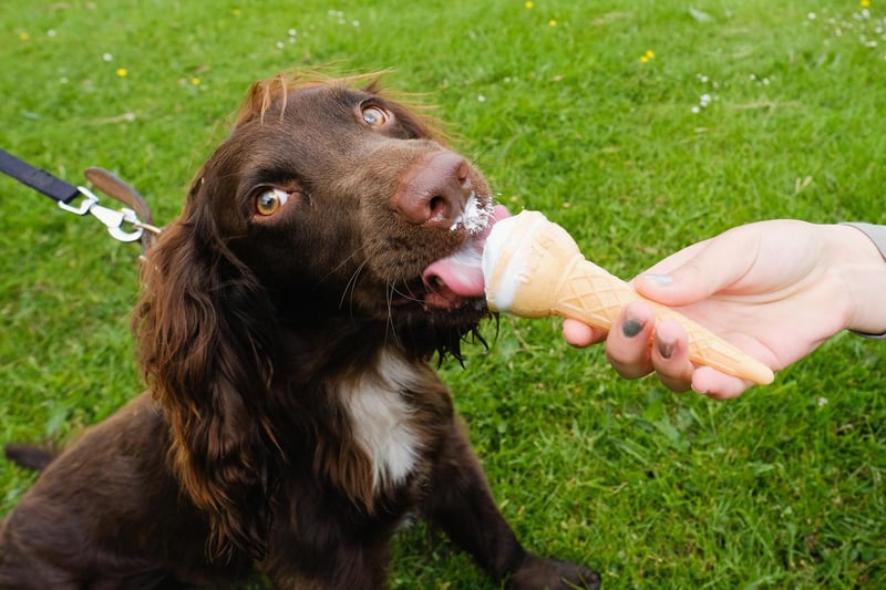 Cocker Spaniels were the 3rd most popular dog breed in the south east in 2020. Picture: Ian Forsyth/Getty Images