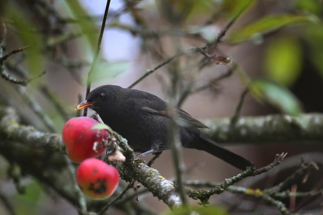Blackbirds were spotted in 88.7% of gardens in South Yorkshire in 2020.