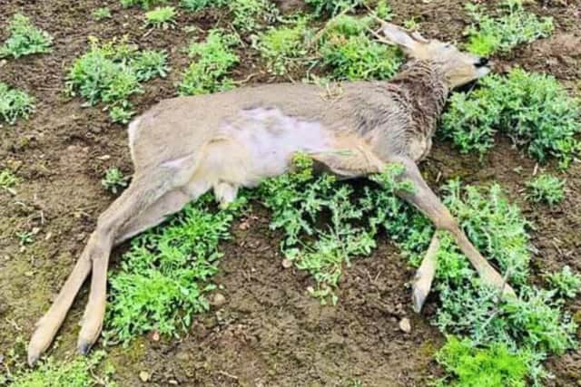 Rural police posted an image of a dead roe deer that appeared to have been intentionally run over on farmland.