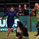 Two Sheffield dogs have won the Best of Breed awards. Credit: Beat Media/The Kennel Club
