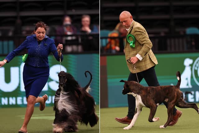 Two Sheffield dogs have won the Best of Breed awards. Credit: Beat Media/The Kennel Club