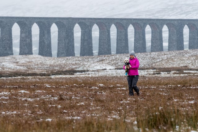 A dog walker Linda Bell, aged 38, of Doncaster carrying her dog Billy over the snow covered moor infront of Ribblehead Viaduct in the Yorkshire Dales during the first snow of the Beast from the East