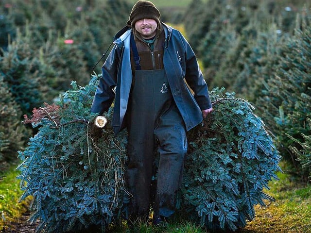 The largest supplier of Christmas trees in Yorkshire and Nottinghamshire and have a number of tree species and sizes available including Norway Spruce, Lodgepole Pine, and Nordman Fir. They are opening this Saturday 21, 9am - 5pm.