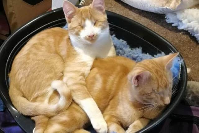 Two blind kittens, who were rescued from a builders’ yard and were reunited in a ‘Christmas miracle’ last winter are now living the life in a wonderful new home with other special needs cats.