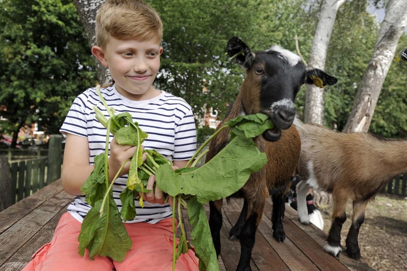 Tom Burandt, aged 10, feeding the goats at Heeley City Farm