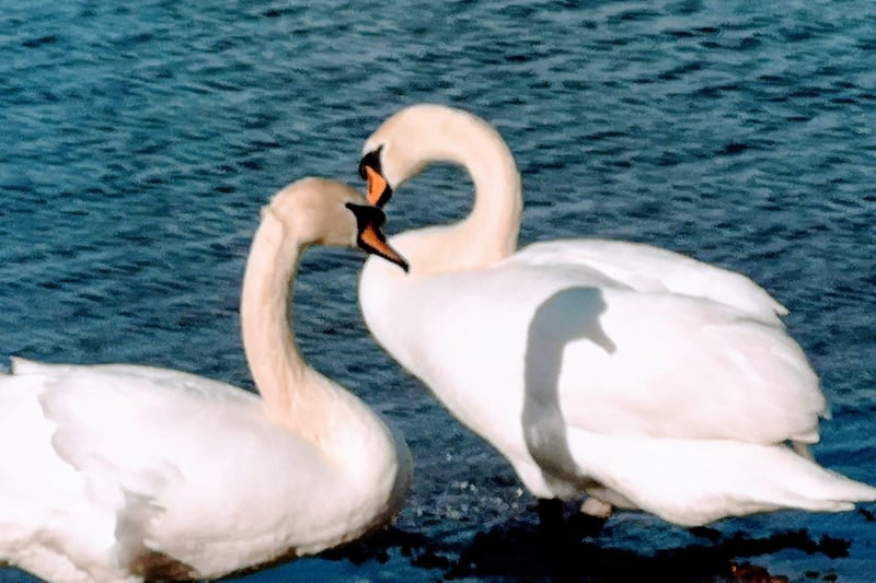 Swans on Helix P:ond (Pic: George McIntosh)
