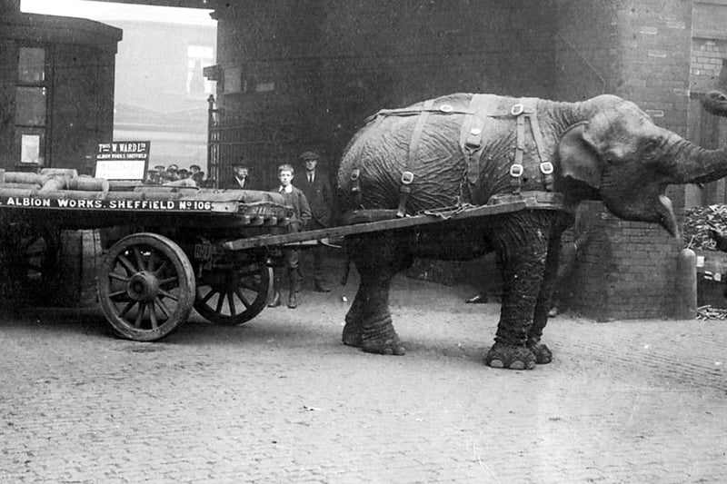 The famous Lizzie, a former circus elephant who was employed during World War One to haul heavy loads of steel and machinery through the streets of Sheffield. She worked for scrap merchant Thomas Ward Ltd based at Albion Works on Savile Street in Attercliffe. The company supplied 1,000 tons of recycled metal every day to steel firms for the war effort. Ward’s own horses went off to war, so "Tommy Ward's elephant" and camels became a familiar sight. Lizzie's legend and this pose inspired the Herd of Sheffield design.