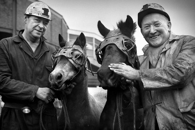 The last two ponies leave Wearmouth Colliery for retirement in October 1970.