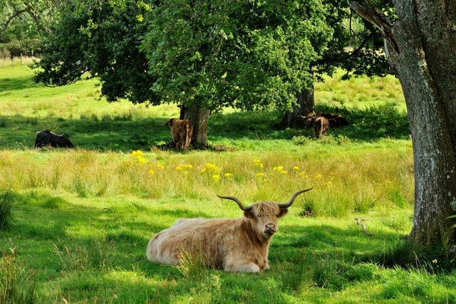 Parkland with Highland cattle.