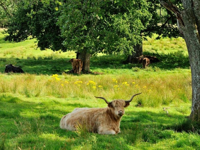 Parkland with Highland cattle.