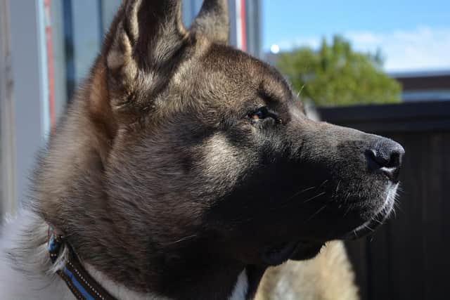 A judge has ordered a Derbsyhire woman’s Akita dog to be put down after it bit her young son on the face - leaving him with “severe injuries”. Picture of an Akita for illustrative purpose.