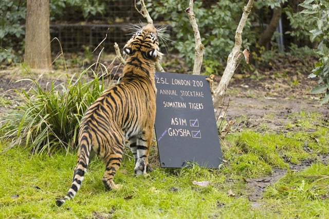 New arrival, the Sumatran tiger Gaysha, during the ZSL London Zoo annual stocktake.
