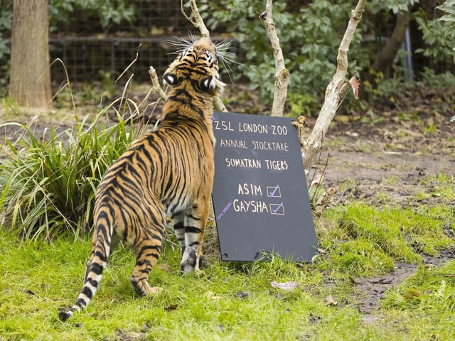 New arrival, the Sumatran tiger Gaysha, during the ZSL London Zoo annual stocktake.