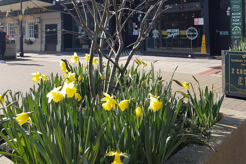 Daffodils in Southsea.