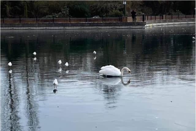 The swan is trapped in ice at Lakeside.