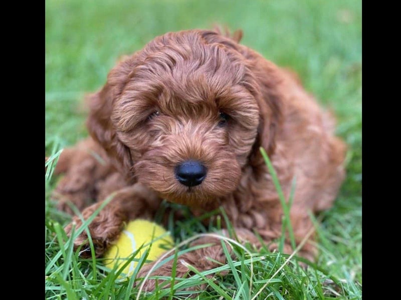 This is Wilson the Cavapoo, owned by Jody Gough.