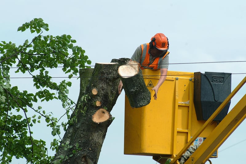 Felling off the trees on Long Lane