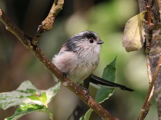 Every autumn they appear in the garden gorging on the insects .Always a delight.       David Edgar.S.Lanarkshire.