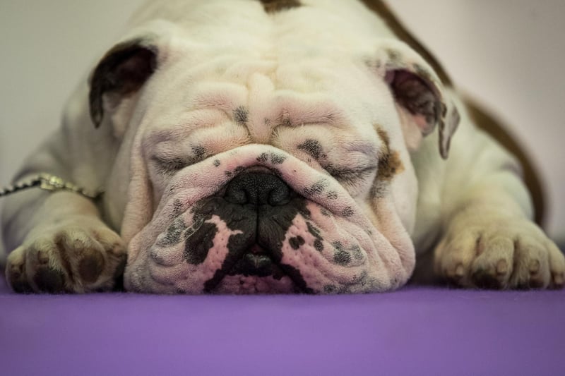 Bulldogs were the 6th most popular dog breed in the south east in 2020. Picture: Drew Angerer/Getty Images