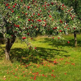 Orchard Fruit