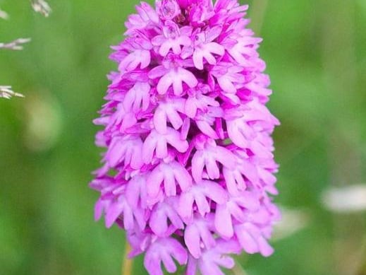 A pretty purple flower from @ianjamesstubbs