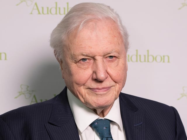 Baby boy. Inspired by the nation’s favourite broadcaster, Sir David Attenborough.