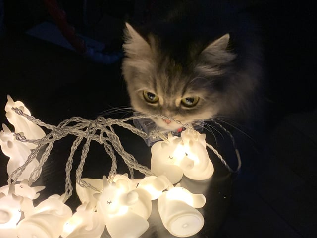 This curious cat is Pia, who lives with her owner Leif Medberg