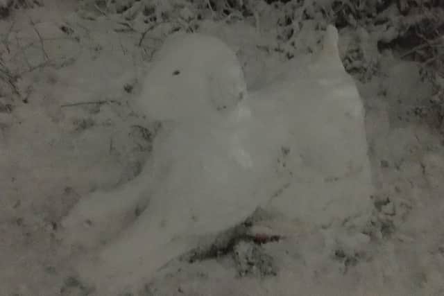 The snow dog on the Bolehills in Crookes.
