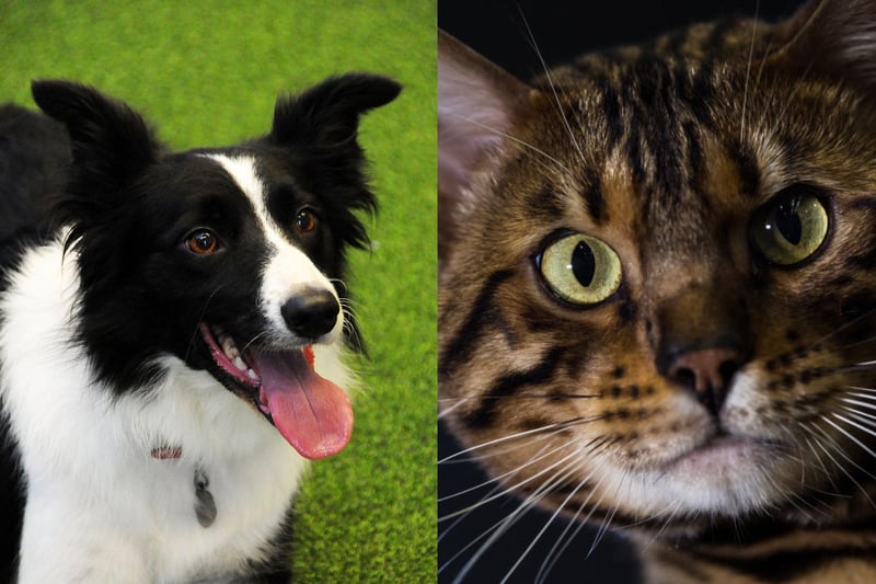 Average insurance cost: Border Collie: £182.80. Bengal: £145.57