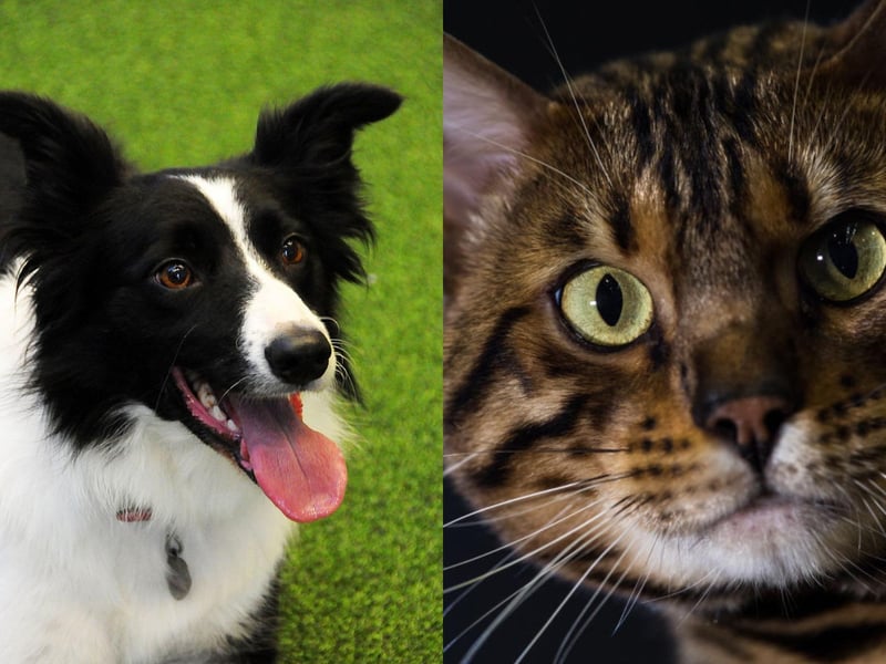 Average insurance cost: Border Collie: £182.80. Bengal: £145.57