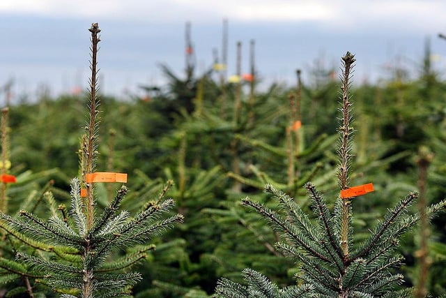 With trees from £25 to £170, you can also buy pot grown trees which you can order and have delivered. Their site in Beeston is open from November 26, weekends 9am until 6pm and weekdays from 1pm until 6,30pm.