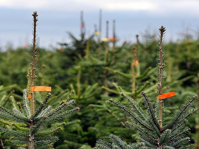 With trees from £25 to £170, you can also buy pot grown trees which you can order and have delivered. Their site in Beeston is open from November 26, weekends 9am until 6pm and weekdays from 1pm until 6,30pm.