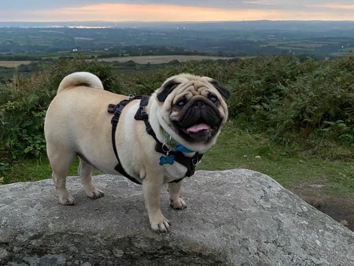 This is Dougie, owned by Hannah McKnight.