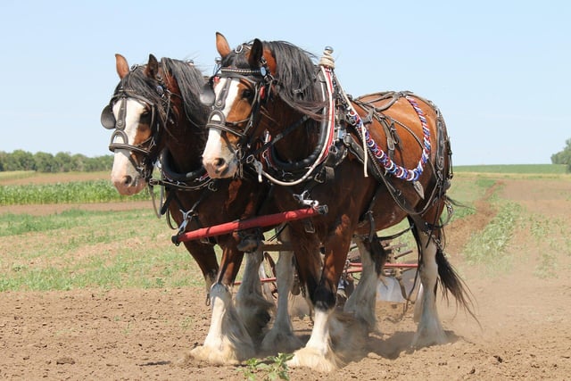 Thorne and Hatfield ploughing match will be located on the A614 between Hatfield Woodhouse and Blaxton on March 8.