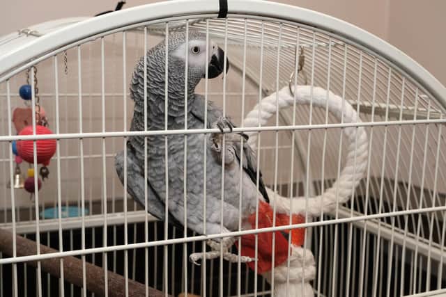 Louis the pub parrot, pictured,  has been given a warning label – after picking up a foul mouth from watching Sky movies!
