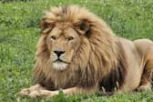 Simba the lion has passed away