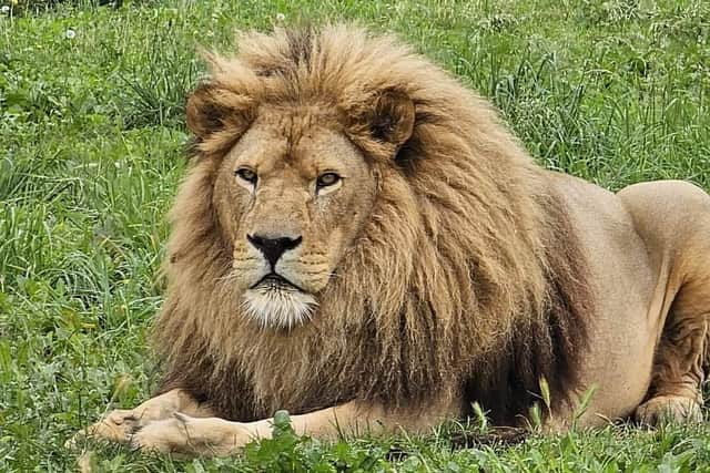 Simba the Lion has died at the age of 14. (Photo courtesy of Yorkshire Wildlife Park)