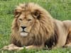 Yorkshire Wildlife Park: Sadness as 'majestic' Simba the Lion dies after battling age-related health issues