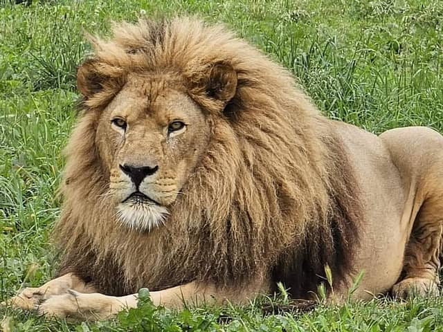 Simba the lion has passed away