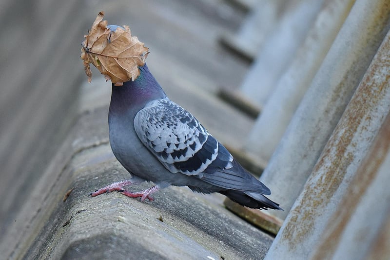 I was taking pics of pigeons in flight when this leaf landed on birds face
Animal: pigeon
Location of shot: oban argyll