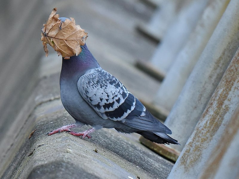 I was taking pics of pigeons in flight when this leaf landed on birds face
Animal: pigeon
Location of shot: oban argyll