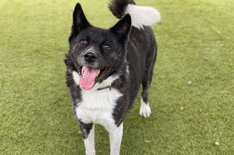 Kai - Akita - 8 years 2 months - Male
Kai came into the RSPCA centre through no fault of his own and is now looking for his forever home, He can be a bit nervous at first towards new people but once he gets to know you he loves nothing more than a fuss and long walk. Kai would benefit from an adult only home whilst he settles in and builds his confidence. He does enjoy the company of other calm, confident dogs and whilst he would need to be the only pet he would enjoy walks with other dogs.