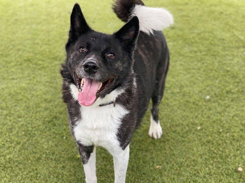 Kai - Akita - 8 years 2 months - Male
Kai came into the RSPCA centre through no fault of his own and is now looking for his forever home, He can be a bit nervous at first towards new people but once he gets to know you he loves nothing more than a fuss and long walk. Kai would benefit from an adult only home whilst he settles in and builds his confidence. He does enjoy the company of other calm, confident dogs and whilst he would need to be the only pet he would enjoy walks with other dogs.