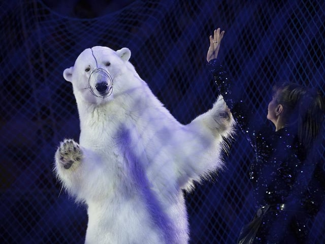 A polar bear in a circus in Russia, by Kirsten Luce, which is a 2020 category prize winner at the Wildlife Photographer of the Year competition.