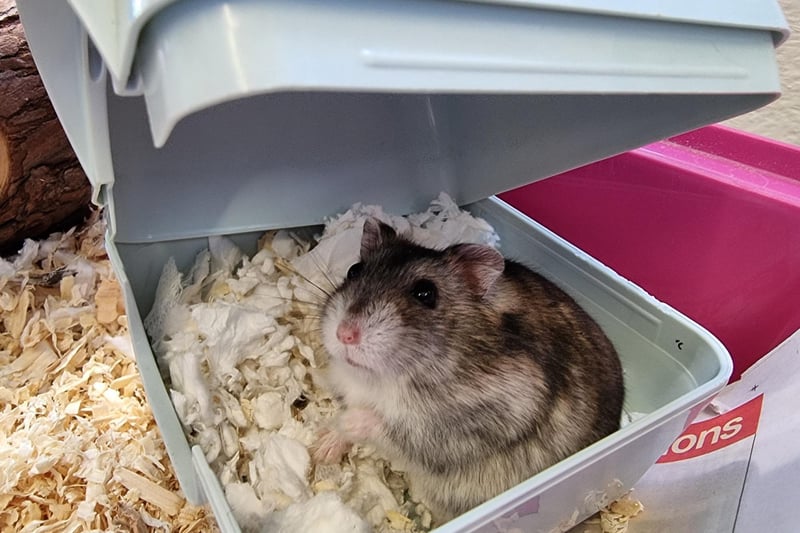 Claire Faddel: "Haribo the hamster is also looking for a home. He’s a bit nervous so wouldn’t be suitable in a house with children but with a patient, experienced owner we’re sure he’ll eventually come out of his shell."