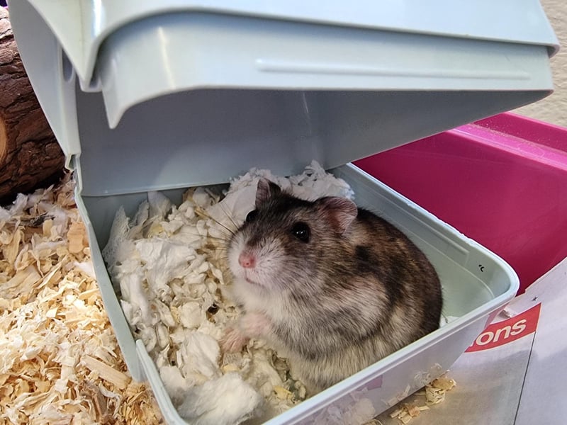 Claire Faddel: "Haribo the hamster is also looking for a home. He’s a bit nervous so wouldn’t be suitable in a house with children but with a patient, experienced owner we’re sure he’ll eventually come out of his shell."