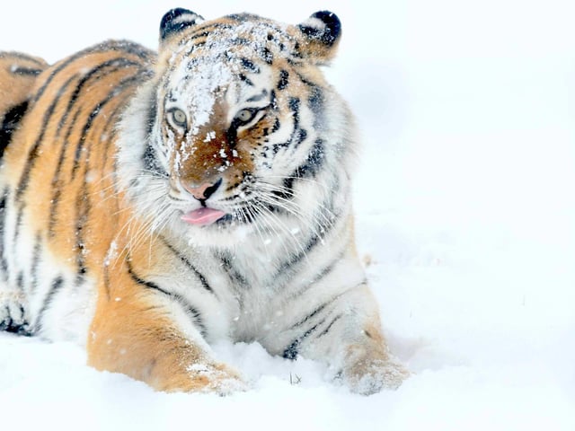 It’s not too cold for this tiger! The Amur Tiger, also known as the Siberian Tiger is the largest big cat in the world! Amur Tiger numbers have dropped to as low as 20-30 individuals, however international awareness and conservation programs helped to push their numbers back to over 500 in the wild.