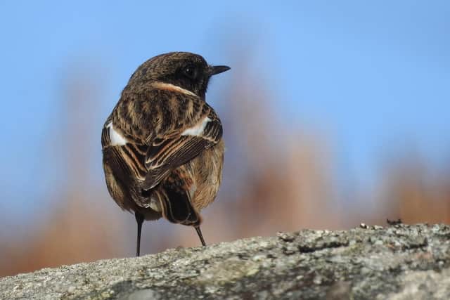 The stonechat is known for it's distinctive call