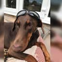 The search for missing Doberman Hesther ended in heartbreak