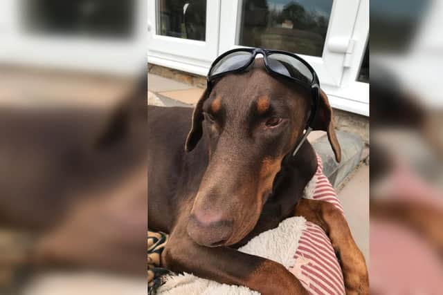 The search for missing Doberman Hesther ended in heartbreak